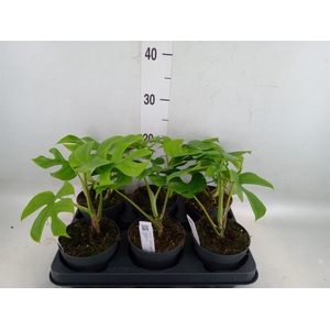 Monstera delic. 'Little Sister'