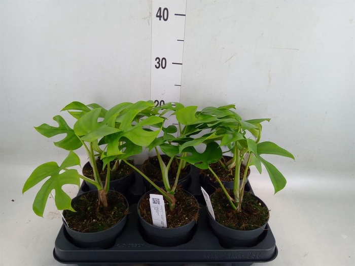 <h4>Monstera delic. 'Little Sister'</h4>