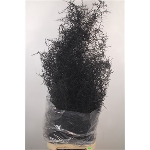 Asparagus Salv. Black