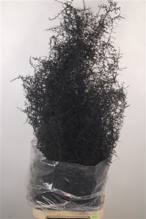 <h4>Asparagus Salv. Black</h4>