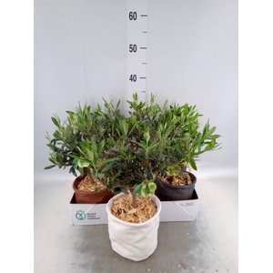 Arr.   Tuinplanten L%