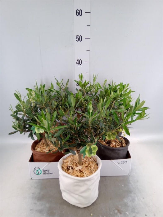 <h4>Arr.   Tuinplanten L%</h4>