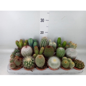Cactus   ...mix