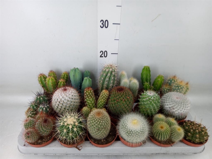 <h4>Cactus   ...mix</h4>
