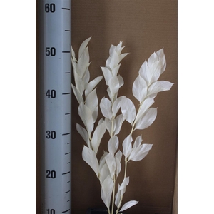 Japan Deco Ruscus Garden White 3 Pcs