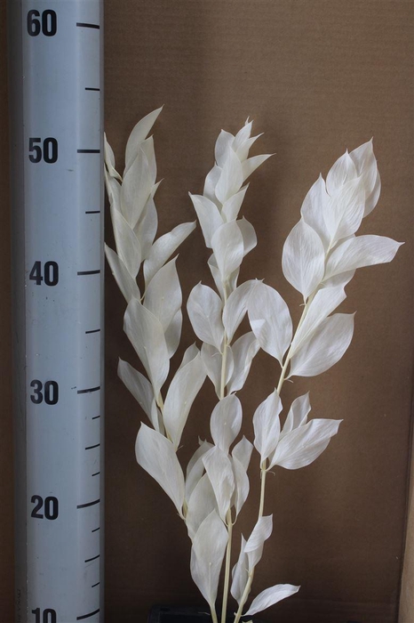 <h4>Japan Deco Ruscus Garden White 3 Pcs</h4>