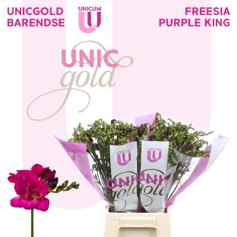 <h4>UG Barendse - Purple King</h4>