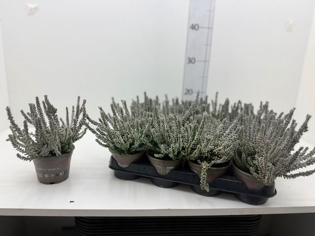 <h4>CALLU GA G FLUFFY P10</h4>