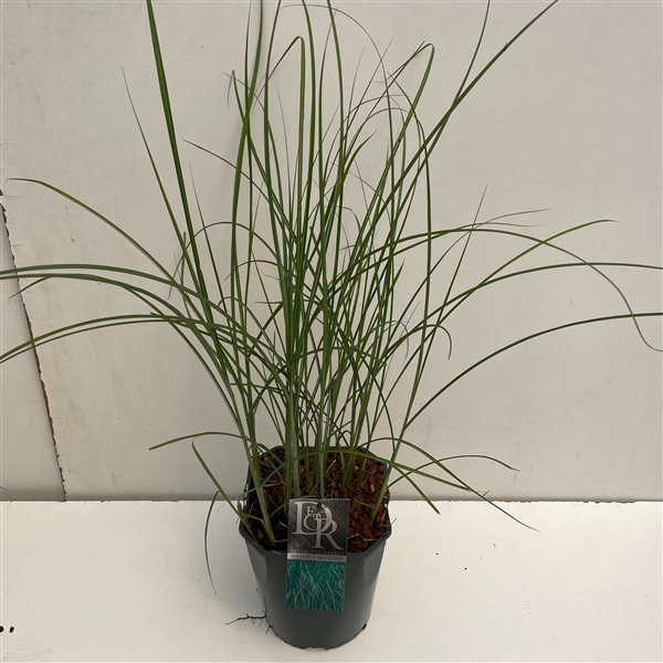 <h4>Graminées Miscanthus 'Gracillimus'</h4>