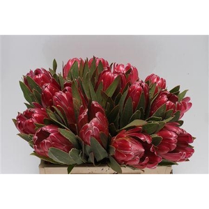 Protea Brenda