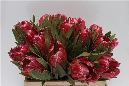 <h4>Protea Brenda</h4>