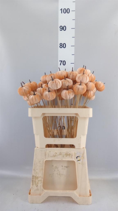 <h4>Decoratieve materialen   ...H%</h4>