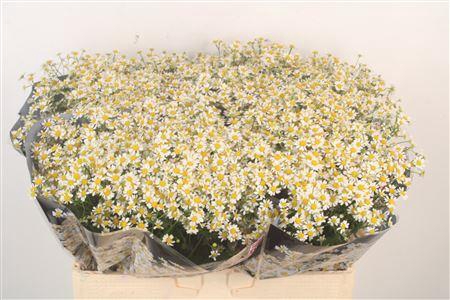 <h4>Tanacetum Single Vegmo</h4>