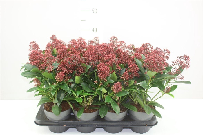 <h4>Skimmia Jap Rubella 10+</h4>