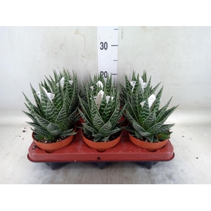 Aloe aristata 'Tiki Tahi'