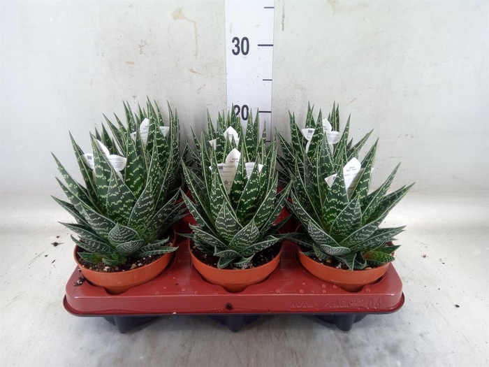 <h4>Aloe aristata 'Tiki Tahi'</h4>