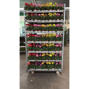Dahlia  'Royal'   mix