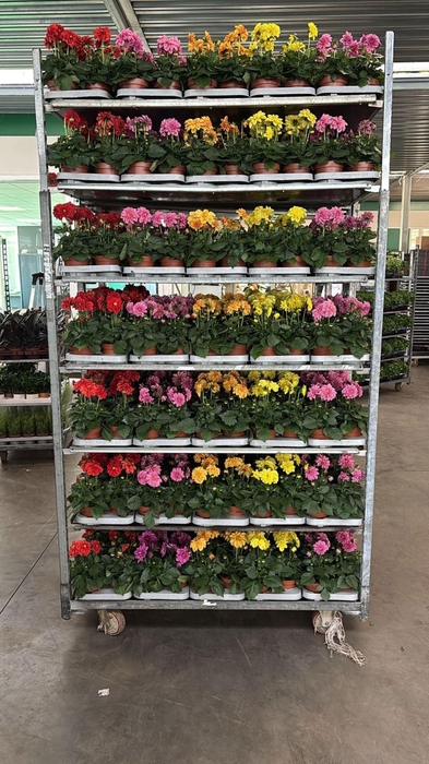 <h4>Dahlia  'Royal'   mix</h4>
