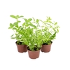 ERVAS AROMATICAS P11