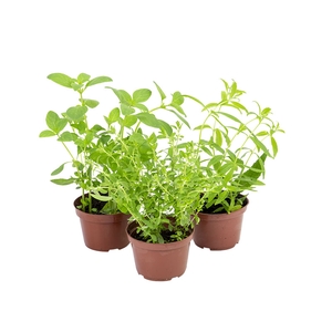 ERVAS AROMATICAS P11