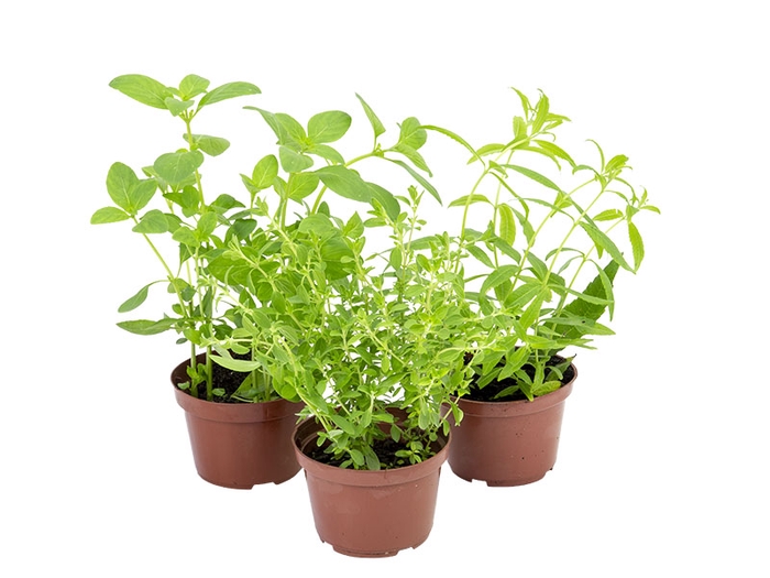 <h4>ERVAS AROMATICAS P11</h4>