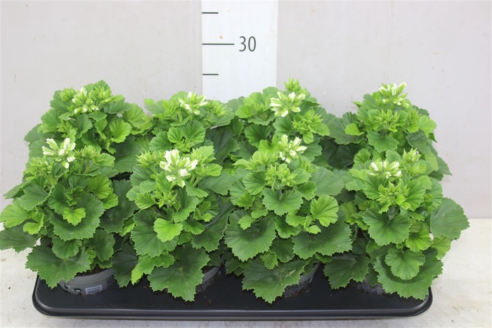 <h4>Pelargonium Don Palido</h4>