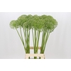 Allium Zaadbollen