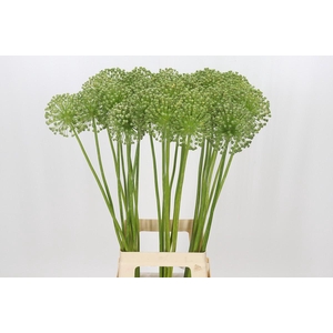 Allium Zaadbollen