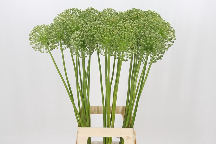 <h4>Allium Zaadbollen</h4>