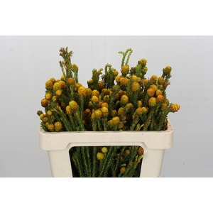 Cape GreenTortum Yellow