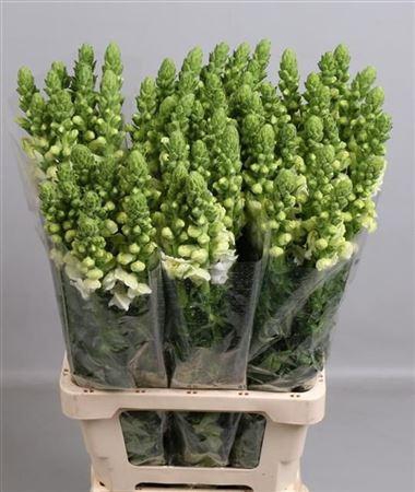 <h4>Antir Poto White</h4>