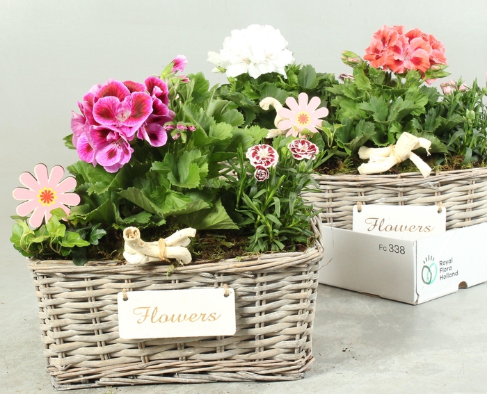 <h4>ARR TUINPLANTEN</h4>