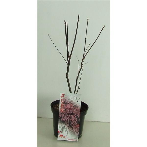 <h4>Acer palmatum 'Bloodgood' P19</h4>