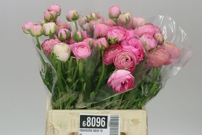 <h4>Ranunculus Aazur Rose</h4>