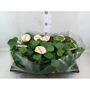 Pilea peperomoides