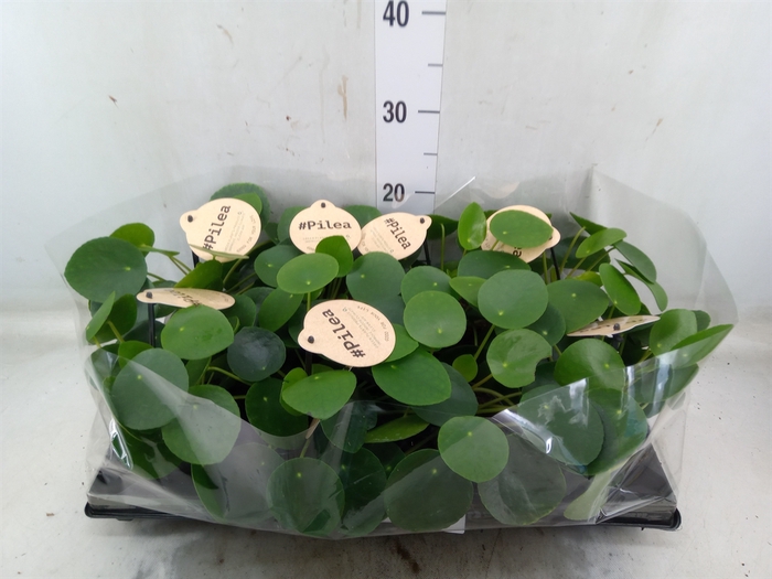 <h4>Pilea peperomoides</h4>