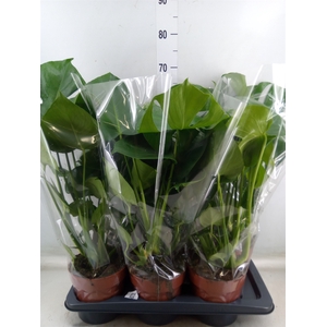 Monstera delic.