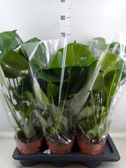 <h4>Monstera delic.</h4>