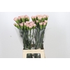 Dianthus St Creola