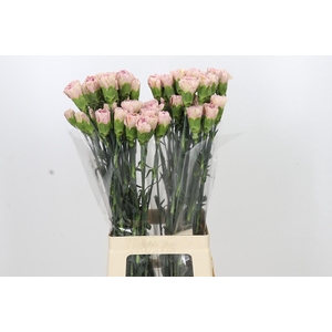 Dianthus St Creola