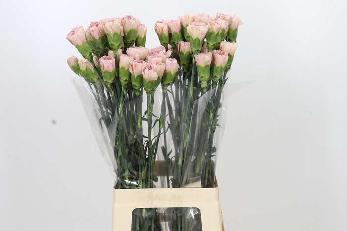 <h4>Dianthus St Creola</h4>