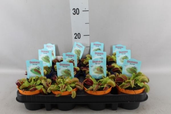 <h4>Dionaea muscipula</h4>