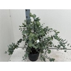 Eucal Cinerea
