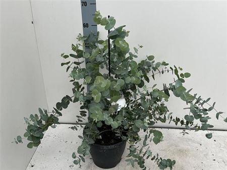 Eucal Cinerea