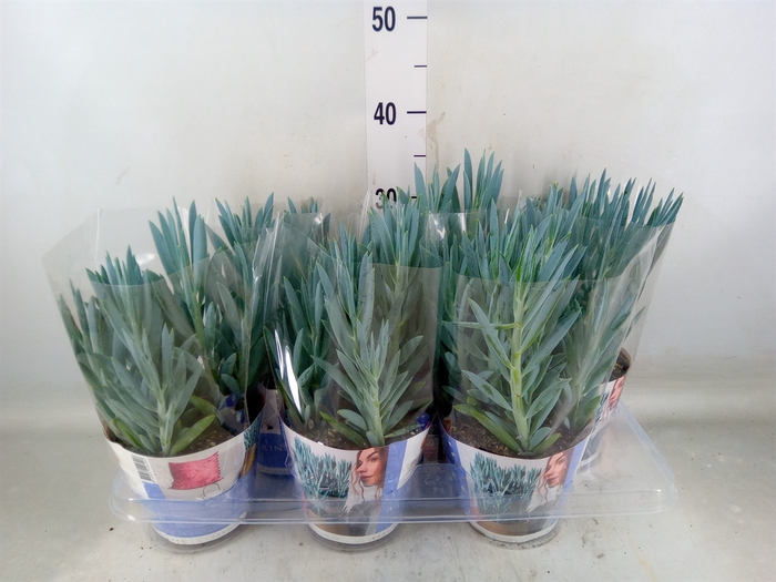 <h4>Curio ficoides 'Mount everest'</h4>