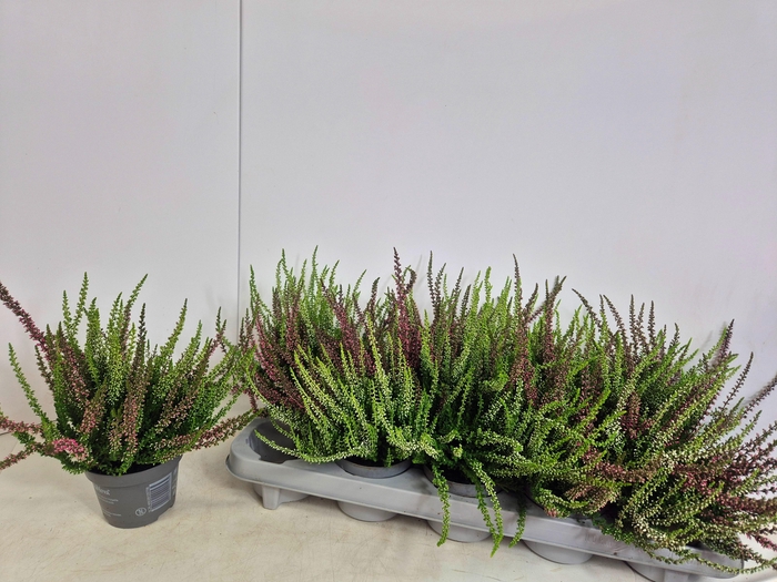 <h4>CALLU NOVA GEM 2 KL</h4>