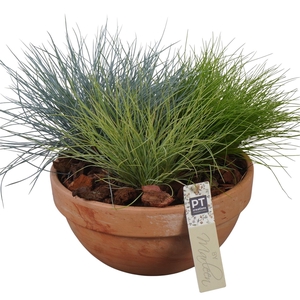 Arr.   Tuinplanten L%