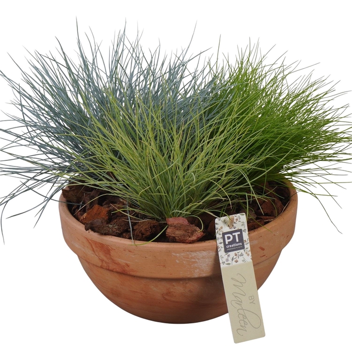 <h4>Arr.   Tuinplanten L%</h4>
