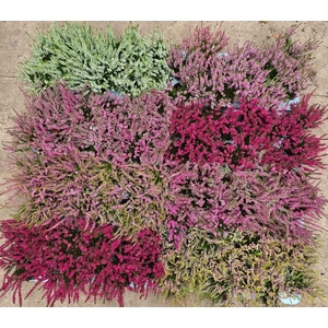 CALLU MIXK 6 KL