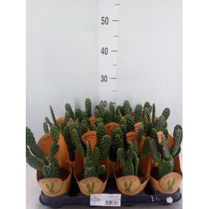 Opuntia